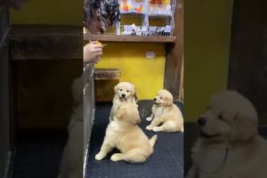 😍 So cutest puppies🐶 #shorts golden retriever puppy