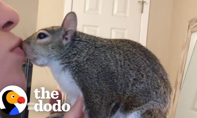 Squirrel Goes To Work In Her Mom's Hoodie | The Dodo