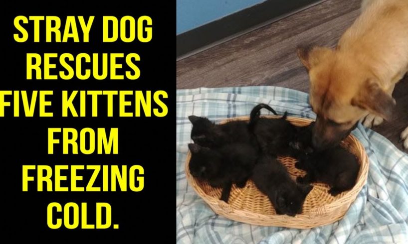 Stray Dog Rescues Five Kittens From Freezing Cold.