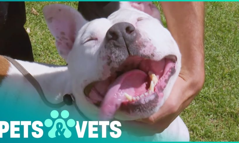 Stray Pitbull Bounce Needs Vital Cancer Surgery | Vet Tales | Pets & Vets