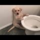 Super Cute Baby Animals 🔴 Funny Cats and Dogs Videos (2019) Perros y Gatos Recopilación #5