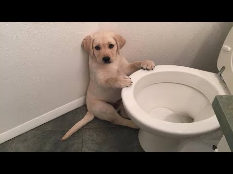 Super Cute Baby Animals 🔴 Funny Cats and Dogs Videos (2019) Perros y Gatos Recopilación #5