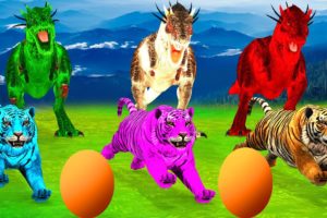 T-Rex Chasing Zombie Tiger Stealing Egg | Mammoth Elephant Vs T-Rex Dinosaur Wild Animal Fights