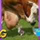 TRY NOT TO LAUGH - Funny Animal Fights 2020
