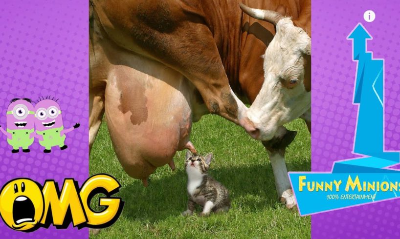 TRY NOT TO LAUGH - Funny Animal Fights 2020