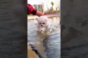 Teaching Cutest Puppies Partner || How To Swim? #shorts