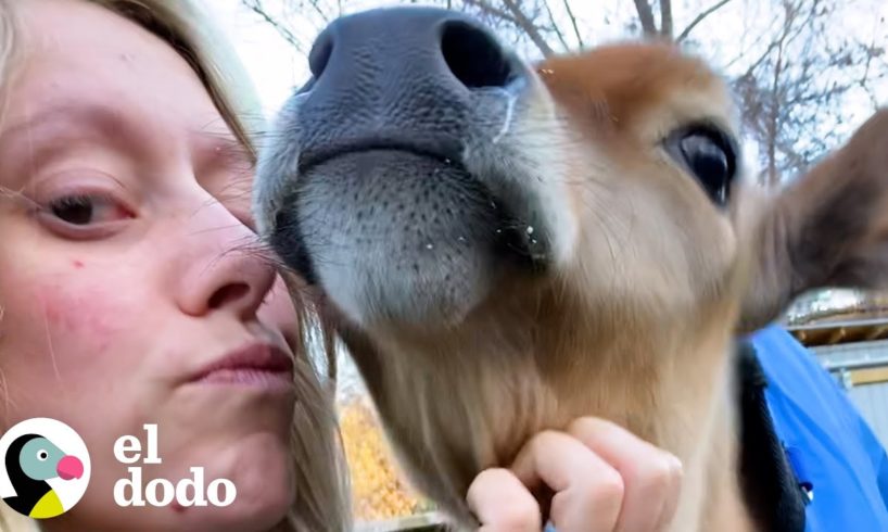 Ternero enfermo le da cabezazos a sus mejores amigos todo el día | Pequeño y Valiente | El Dodo