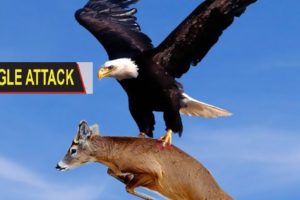 The Best Of Eagle Attacks - Most Amazing Moments Of Wild Animal Fights! Scoop of the Day