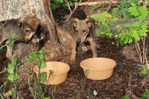 The Cutest Puppies in the World Want Food but They're Scared to Eat