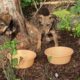 The Cutest Puppies in the World Want Food but They're Scared to Eat