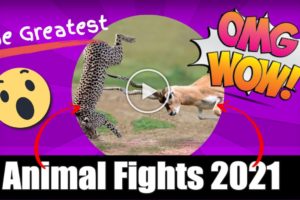 The Greatest Animal Fights - Epic Battles 2021 Edition - The Animal Planet