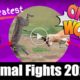 The Greatest Animal Fights - Epic Battles 2021 Edition - The Animal Planet