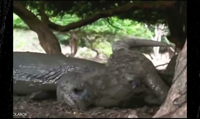 The Greatest Brutal Animal Vs Animal Fights