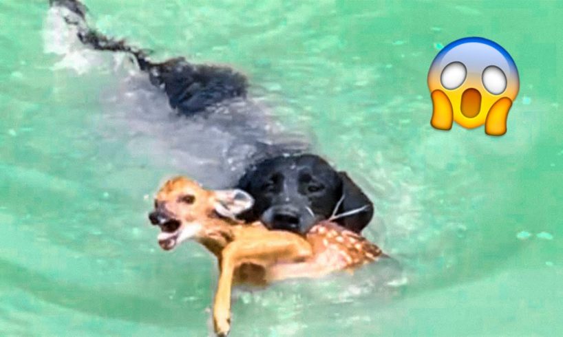 The Most Inspiring Animal Rescues #2