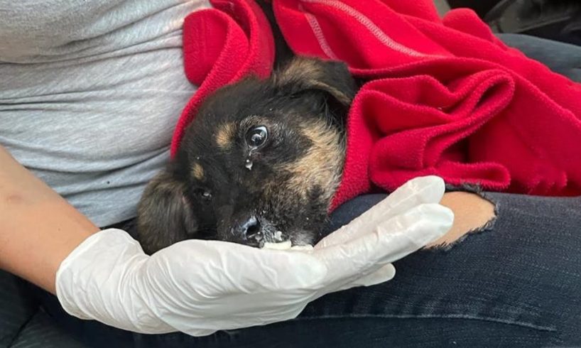 The Orphan Puppy Searched For Food in The Night & Met a Big Misfortune in His Life
