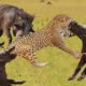 The best battles of the animal world|Harsh Life of Wild Animals|Lion, Leopard|Animals Attack