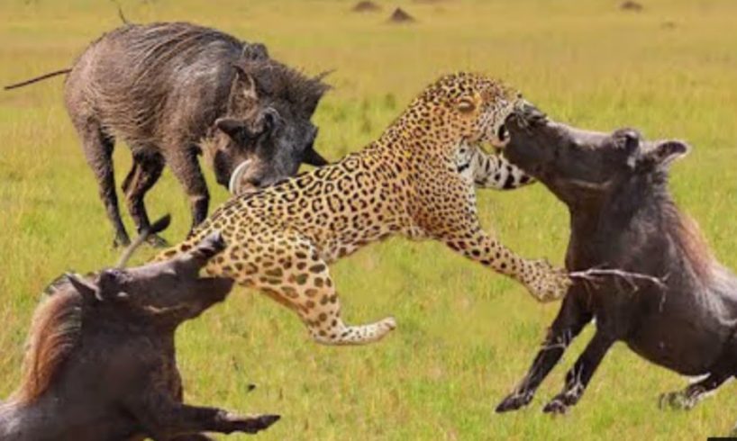 The best battles of the animal world|Harsh Life of Wild Animals|Lion, Leopard|Animals Attack