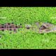 The crocodile swims through the grassy ocean || pets and Animals