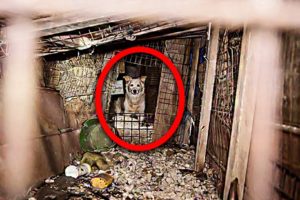 These Desperate Animals Just Got Saved From Terrible Cruelty. And The Rescuers Weren’t Done Yet…