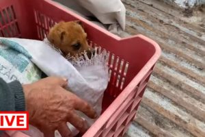 They brought two puppies in a bag! The man tried to help but didn't know he can't put them in a bag