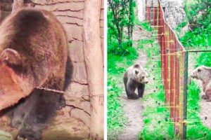 This Bear Has Lived Alone All His Life. Watch The Moment It Sees Another Bear For The First Time