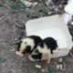 Three innocent puppies was thrown away like garbage, screaming in hungry and cold seeking for help