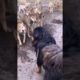 Tibetan Mastiff vs Wolf 🐺 #Animal Fights  #Shorts