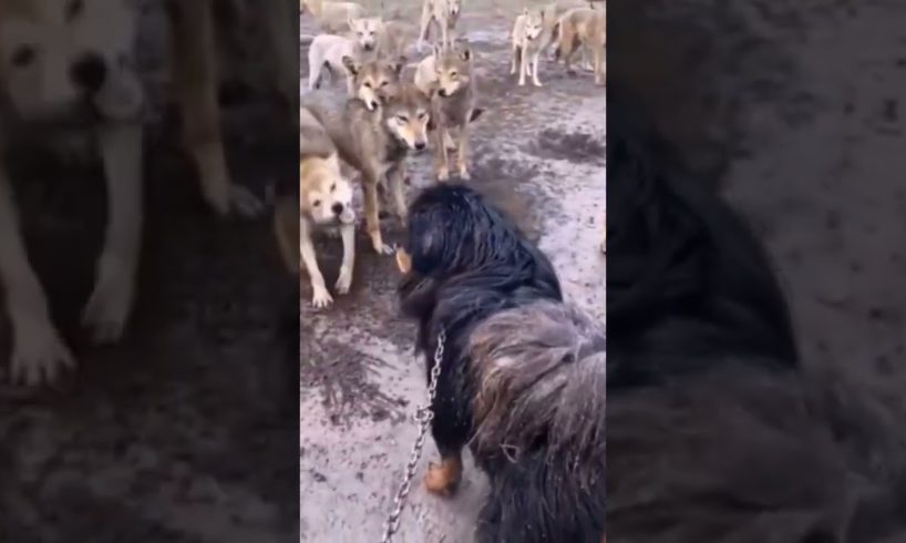 Tibetan Mastiff vs Wolf 🐺 #Animal Fights  #Shorts