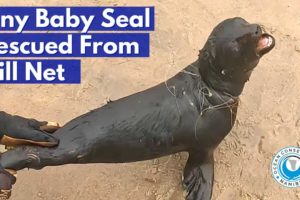 Tiny Baby Seal Rescued From Gill Net