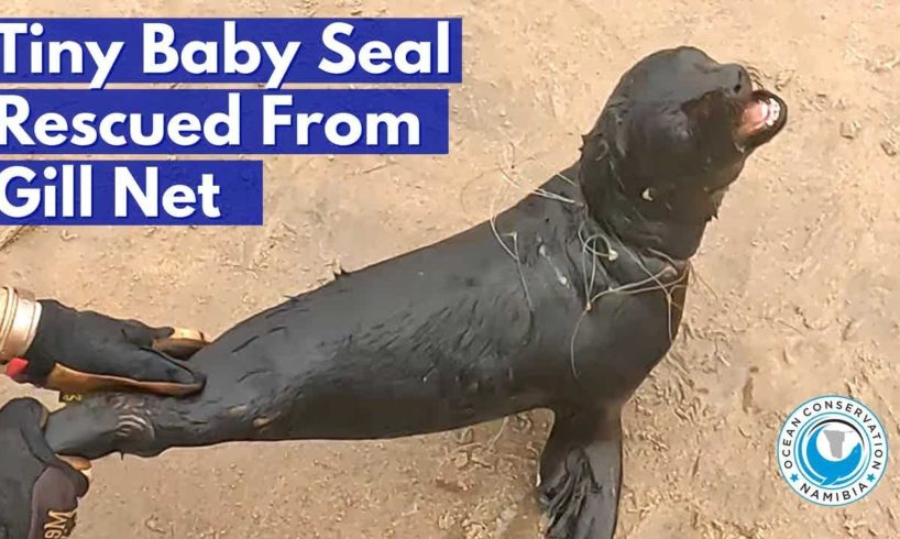 Tiny Baby Seal Rescued From Gill Net