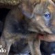 Tiny Puppies Were So Scared Until They Got Rescued | The Dodo