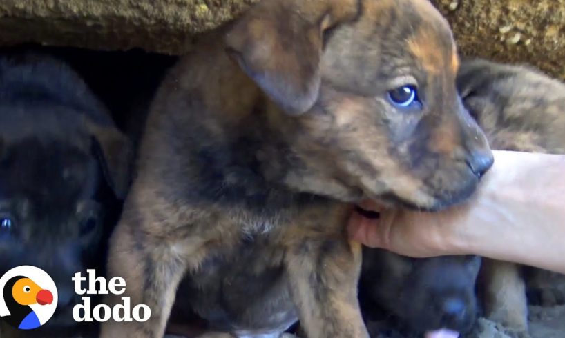 Tiny Puppies Were So Scared Until They Got Rescued | The Dodo