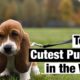 Top 10 Cutest Puppies in the World 🌎