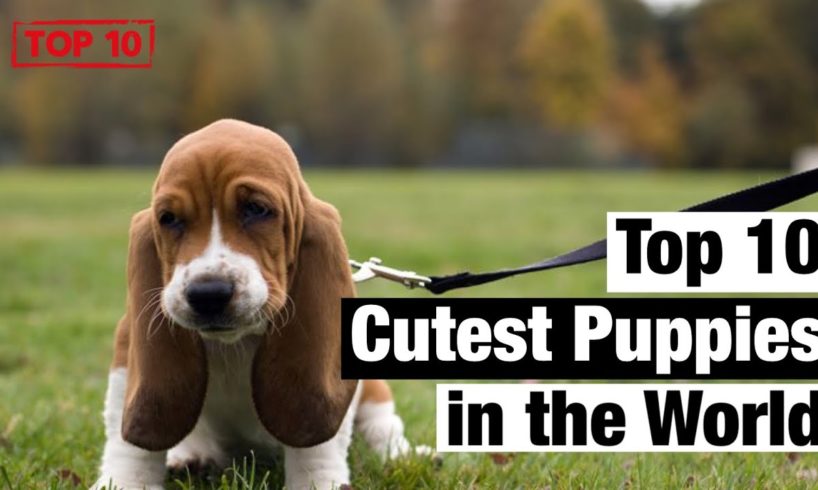 Top 10 Cutest Puppies in the World 🌎