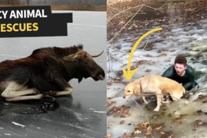 Top 5 Moments Animals Rescued From Ice!