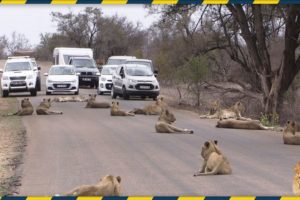 Top 5 Unbelievable Animal Encounters on the road / Scariest Wild Animal Encounters