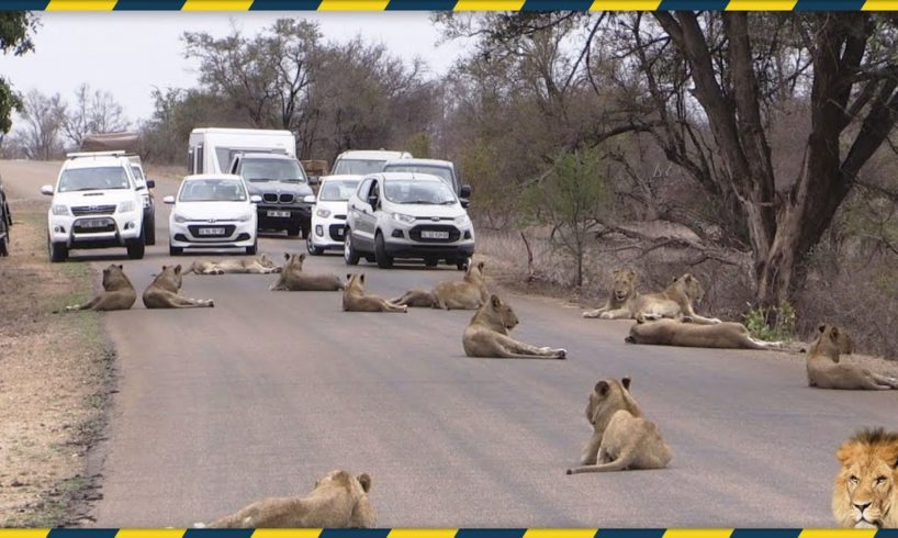 Top 5 Unbelievable Animal Encounters on the road / Scariest Wild Animal Encounters