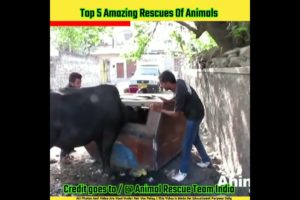 Top 5 amazing rescue of animals | Animal rescue team india #shorts #animalrescue