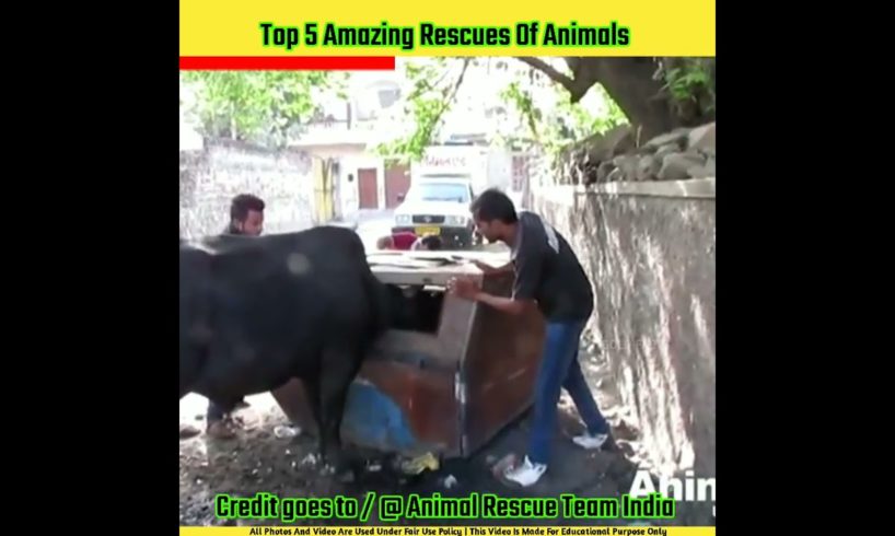 Top 5 amazing rescue of animals | Animal rescue team india #shorts #animalrescue