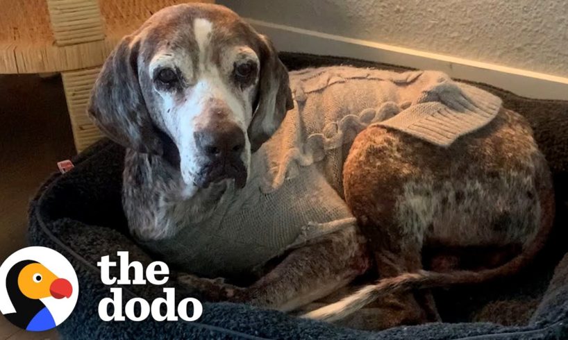 Trembling 12-Year-Old Rescue Dog Slowly Becomes A Puppy Again | The Dodo