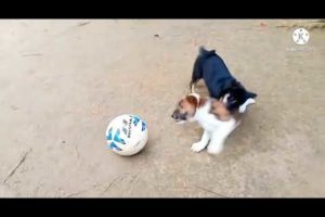 Two Puppies Playing With the Football @ Cutest Puppies City
