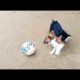 Two Puppies Playing With the Football @ Cutest Puppies City