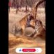 Two Tigers Fight | Rarest Animal Fight | Artemis | Viral Animal Fight | 2021 | Wild Animals
