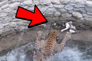 UNBELIEVABLE Wild Animal Encounters CAUGHT ON VIDEO!