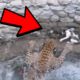 UNBELIEVABLE Wild Animal Encounters CAUGHT ON VIDEO!