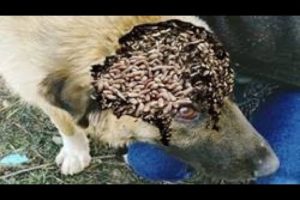 Uhh ! six month Puppy Dog in pain thanks his savior! Dog Rescued FROM Huge Maggots!