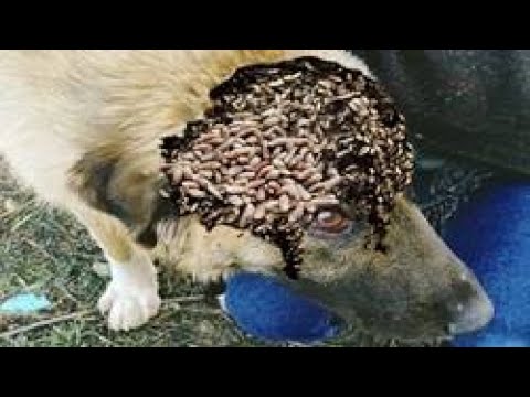 Uhh ! six month Puppy Dog in pain thanks his savior! Dog Rescued FROM Huge Maggots!