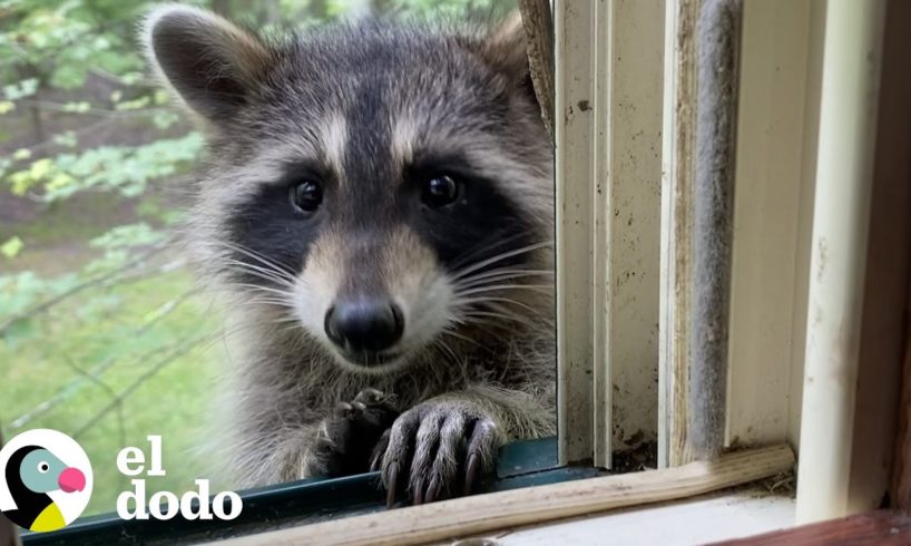 Una familia de mapaches visita la casa de esta mujer todos los días | El Dodo