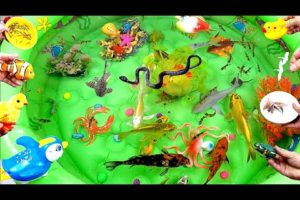 Video Collection of Beautiful Fish, Cute Animals, Sharks, Goldfish, Crocodile, Dolphin, Crab, Shrimp
