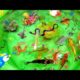 Video Collection of Beautiful Fish, Cute Animals, Sharks, Goldfish, Crocodile, Dolphin, Crab, Shrimp